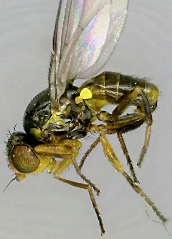 Dicraeus vagans.jpg